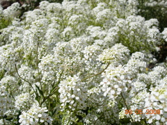 Peltaria angustifolia