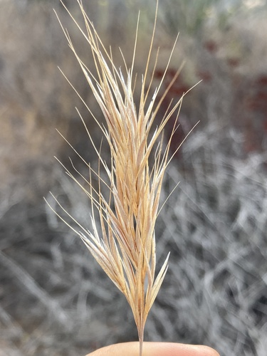 Bromus madritensis