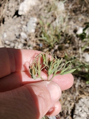 Ruellia occidentalis