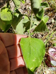 Ruellia occidentalis
