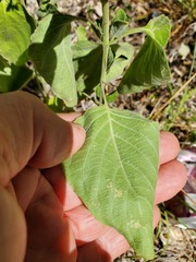 Ruellia occidentalis