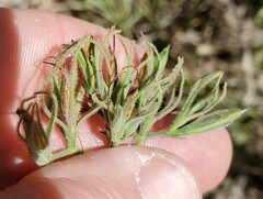 Ruellia occidentalis
