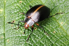 Ellipticus atripennis