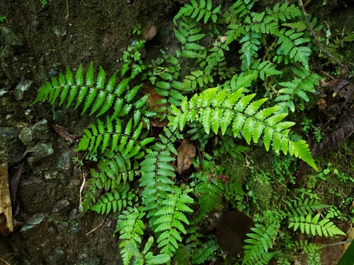 Goniopteris brittoniae