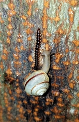 Bradybaena similaris