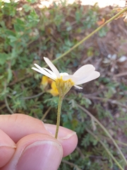 Anthemis cretica