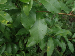 Prunus serotina