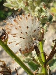 Senecio pseudoorientalis
