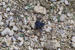 Paraphrynus carolynae