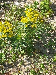 Senecio pseudoorientalis