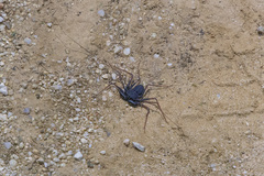 Paraphrynus carolynae