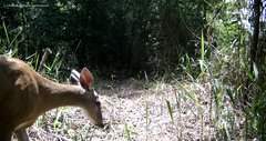 Odocoileus virginianus image