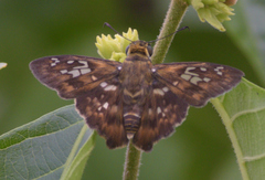 Udranomia kikkawai