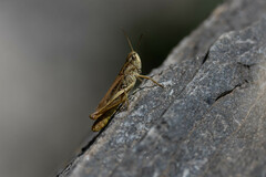 Chorthippus apricarius