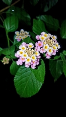 Lantana × strigocamara