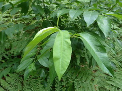 Prunus serotina
