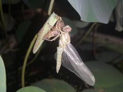 Orthetrum sabina