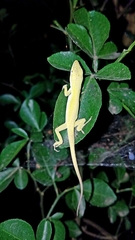 Anolis carolinensis
