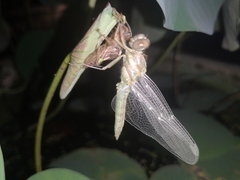 Orthetrum sabina