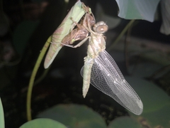Orthetrum sabina