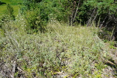 Artemisia armeniaca