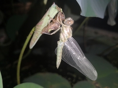 Orthetrum sabina
