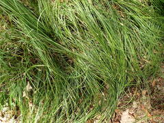 Carex brizoides