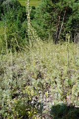 Artemisia armeniaca