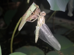 Orthetrum sabina