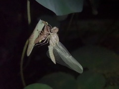 Orthetrum sabina