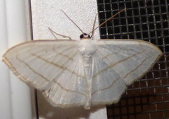 Scopula ordinata