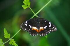 Chlosyne lacinia crocale