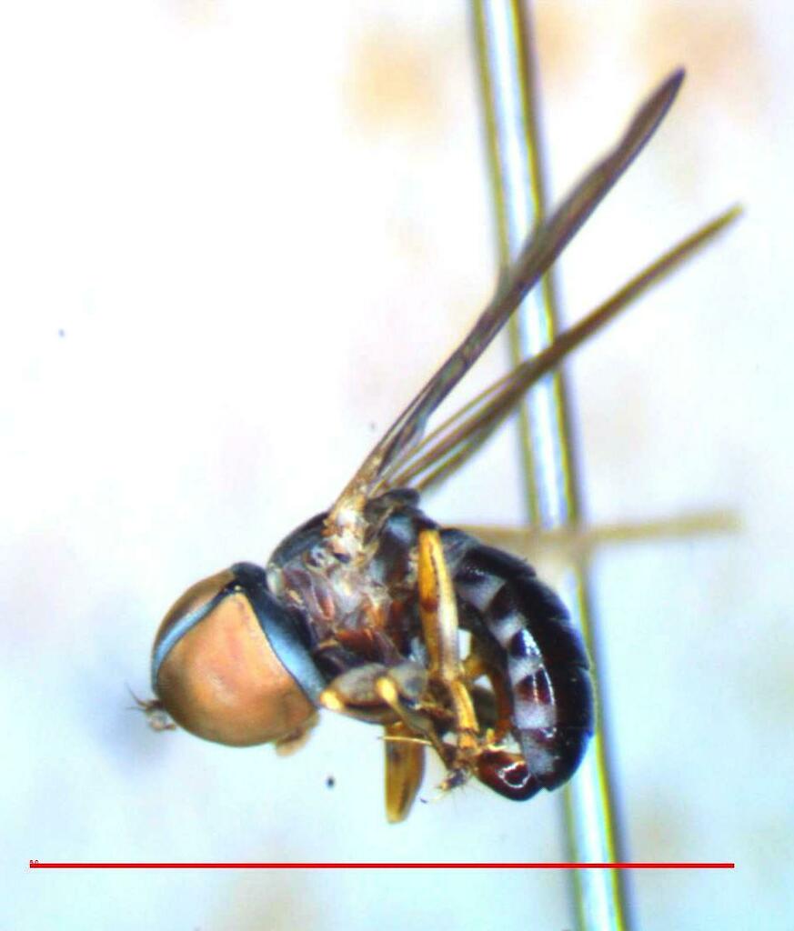 Pipunculus elegantulus