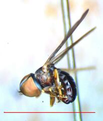 Pipunculus elegantulus
