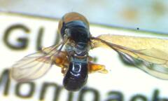 Pipunculus elegantulus