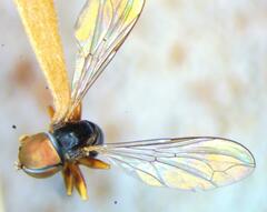 Pipunculus elegantulus