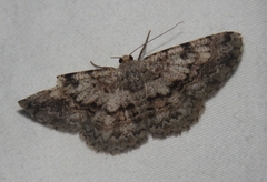Ectropidia shoreae