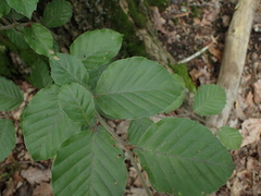 Fagus sylvatica