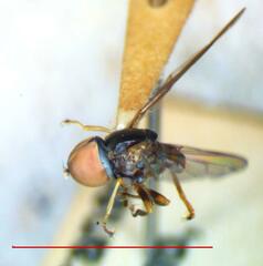 Pipunculus elegantulus