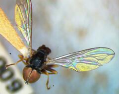 Pipunculus elegantulus