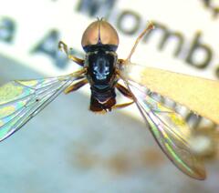 Pipunculus elegantulus