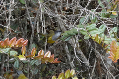 Pachycephala lorentzi