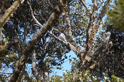 Coracina longicauda observed 2022-06-23
