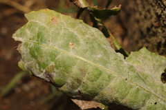 Podosphaera erigerontis-canadensis