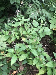 Circaea canadensis quadrisulcata