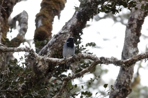 Black-throated Robin (Plesiodryas albonotata), photo 2