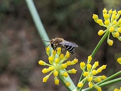 Colletes