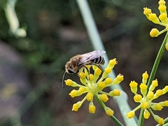 Colletes
