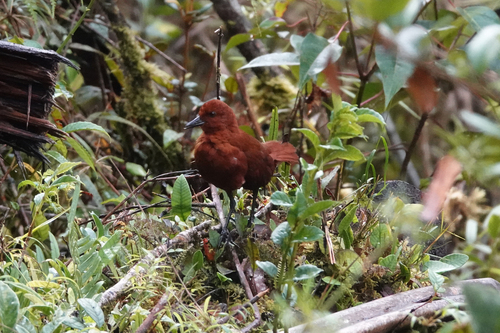 Chestnut Forest Rail (Rallicula rubra), photo 3