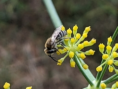 Colletes